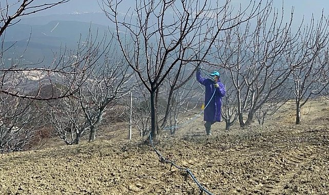 Kütahya'da kiraz, vişne ağaçları ilaçlanmaya başladı