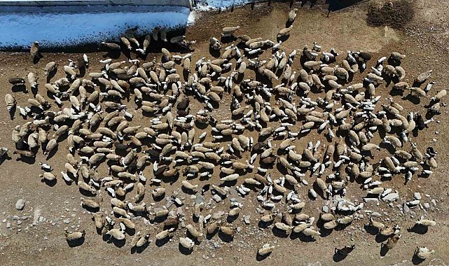 Kuzuların anneleriyle buluşma anı
