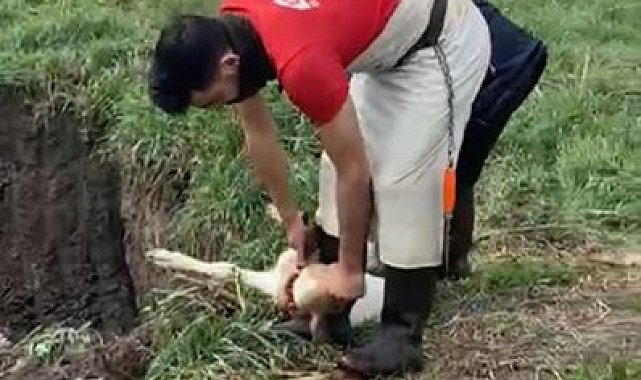 Lüleburgaz'da kaçak yolla getirilen 12 buzağı itlaf edildi