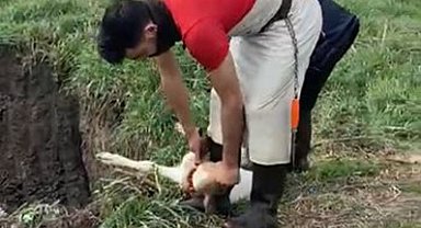 Lüleburgaz'da kaçak yolla getirilen 12 buzağı itlaf edildi