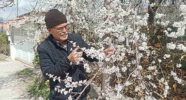 Malatya'da kayısı üreticileri zirai don tehlikesiyle karşı karşıya