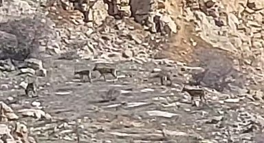 Malatya'da onlarca yaban keçisi sürü halinde görüntülendi