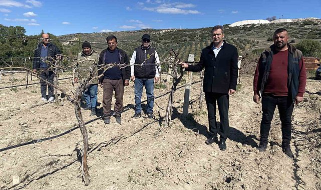 Manisa'da üzüm bağlarını don vurdu