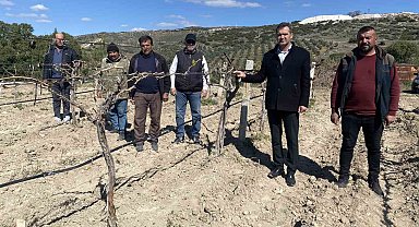 Manisa'da üzüm bağlarını don vurdu