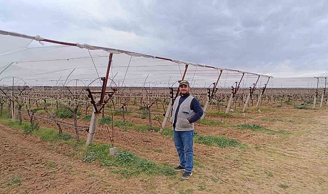 Manisalı çiftçiler don ve dolu riskine karşı tedbir almaya başladı