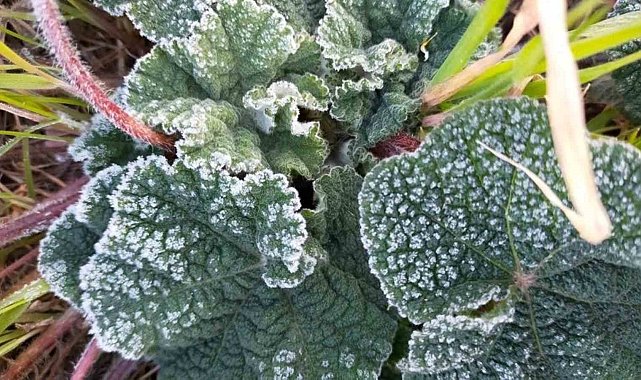 Meteoroloji'den 'Zirai don' uyarısı