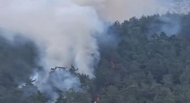 Milas'ta orman yangını