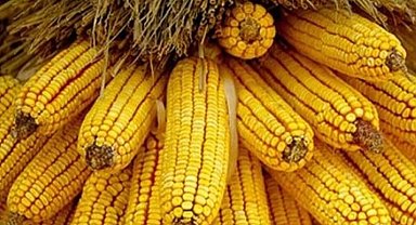 Mısır ithalatına sınırlı kontenjan!