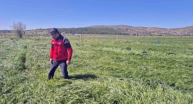 Muğla'da 'Buğday Süne Zararı' kontrolleri yapıldı