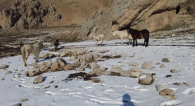 Munzur Dağlarındaki yılkı atları görüntülendi