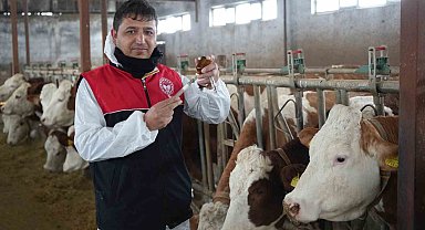 Muş'ta büyükbaş hayvanlar için aşılama çalışmaları devam ediyor