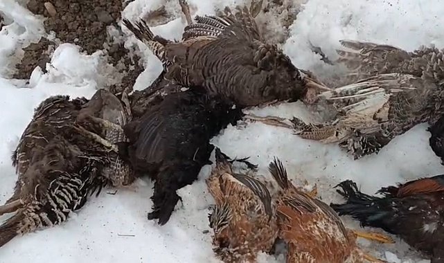 Muş'ta kümese giren gelincik, 31 kanatlı kümes hayvanını telef etti