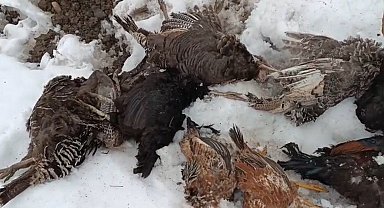 Muş'ta kümese giren gelincik, 31 kanatlı kümes hayvanını telef etti