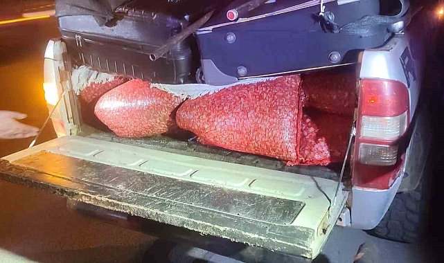 Park halindeki kamyonette 600 kilo kaçak kum midyesi ele geçirildi