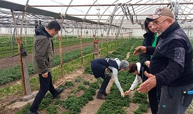 Pyrrolizidine Alkoloid İçeren Yabancı Otlarla Mücadele Çalışmalarına Başlandı