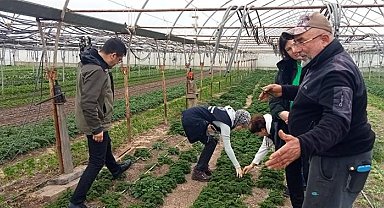 Pyrrolizidine Alkoloid İçeren Yabancı Otlarla Mücadele Çalışmalarına Başlandı