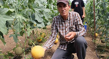 "Bu mevsimde olmaz" dediler, 2 ton hasat yapıp kilosunu 200 TL'den sattı