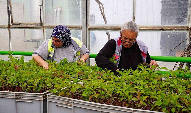 Rengarenk Tepebaşı için çiçeklerin üretimi sürüyor