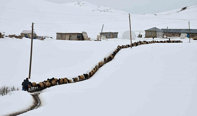 Sadece 1 ay okula giden 26 yaşındaki çoban, 20 yıldır dağdan inmeyerek kendini hayvanlarına adadı