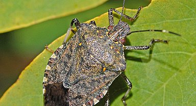 Sakarya'da kahverengi kokarca zararlısına karşı önemli adım... Sakarya 'Tutsak'ı tanıtacak