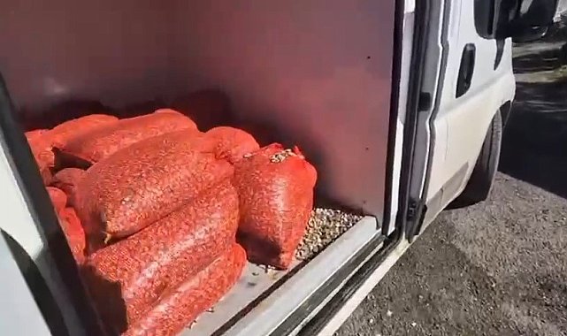 Samsun'da 1 ton 180 kilo kaçak midye ele geçirildi
