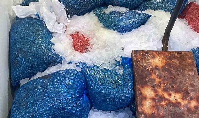 Samsun'da 1,5 ton kaçak midye ele geçirildi