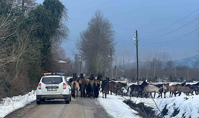 Samsun'da başıboş atlar belediyeyi harekete geçirdi