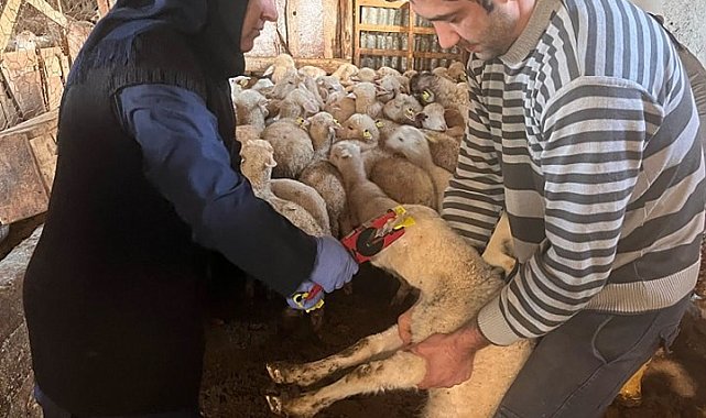 Sandıklı'da küçükbaş hayvanlar aşılanmaya başladı