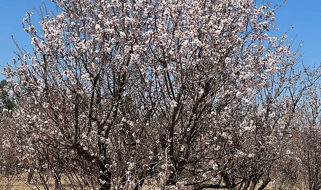 Şanlıurfa'da badem ağaçları çiçek açtı