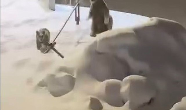 Sarıkamış'ta anne ve yavru ayılar görüntülendi