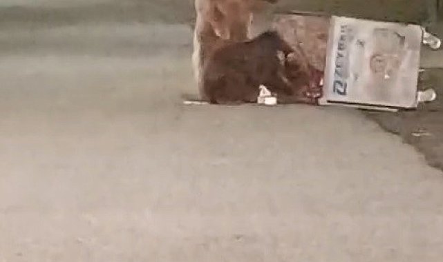 Sarıkamış'ta kış uykusundan uyanan ayılar sokaklarda görüldü