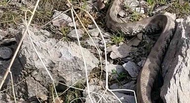 Şemdinli'de engerek yılanı görüntülendi