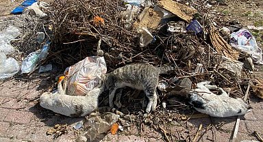 Serik'te çok sayıda ölü kedi bulundu