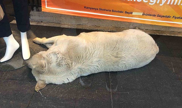 Sıcaktan bunalan köpek çözümü mağaza vitrininde buldu