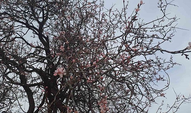 Silvan'da badem ağaçları çiçek açtı