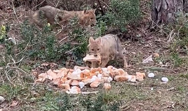 Sinop'ta aç kalan çakallar bayat ekmekle doydu
