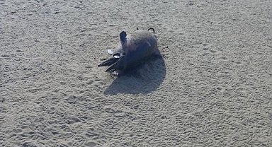 Sinop'ta altı gün içinde 3. ölü yunus karaya vurdu