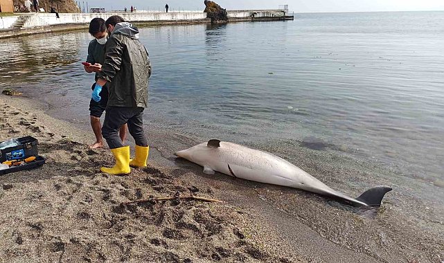 Sinop'ta ölü yunus karaya vurdu