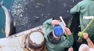 Sinoplu balıkçılar yunusları özgürlüklerine kavuşturdu