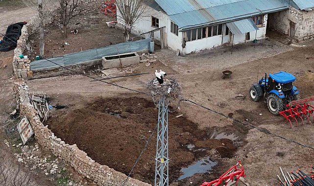 Sivas'ın 'Leylekli köyü' misafirlerine kavuştu