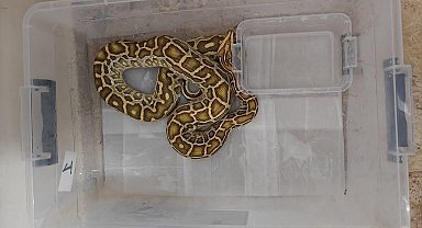 Sivas'ta 4 egzotik yılan ve tarantula ele geçirildi