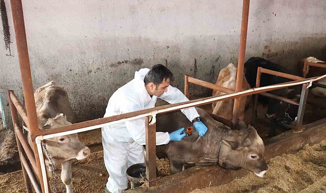 Sivas'ta şap aşılama kampanyası devam ediyor