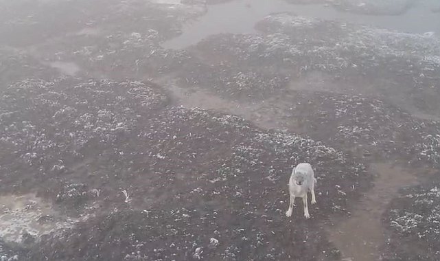 Sivas'ta vahşi yaşam belgesellerini andıran görüntüler