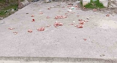 Sokaklara hayvanlar için atılan kokan ürünler vatandaşları çileden çıkarıyor