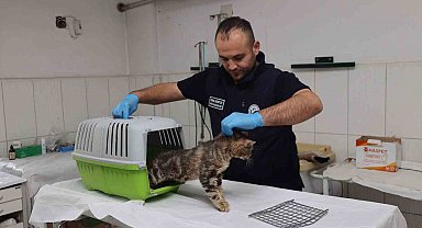 Sosyal medyadan paylaşılan hasta kedi tedavi altına alındı