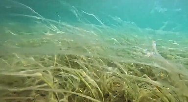 Sular ısındı, müsilaj yüzeye yaklaştı! Derinleri varın siz hesap edin!