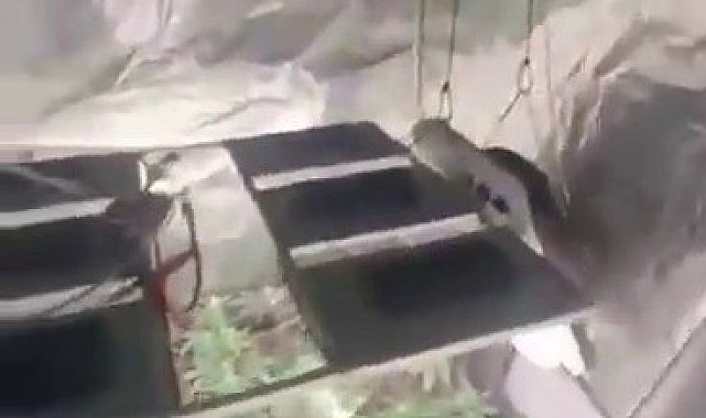 Sultanbeyli'de uyuşturucu operasyonu: Evi seraya dönüştürmüşler