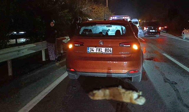 Sürü halinde yola fırlayan sokak köpekleri aynı anda 2 ayrı kazaya sebep oldu