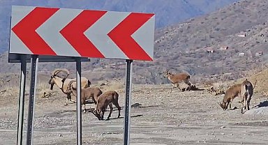 Sürü halindeki dağ keçileri karayoluna indi