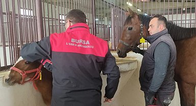 Tay tescil işlemleri Bursa'da sürüyor